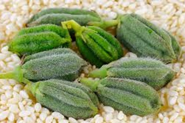 Кунжут