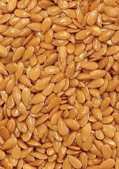 Лён масличный — фото культуры