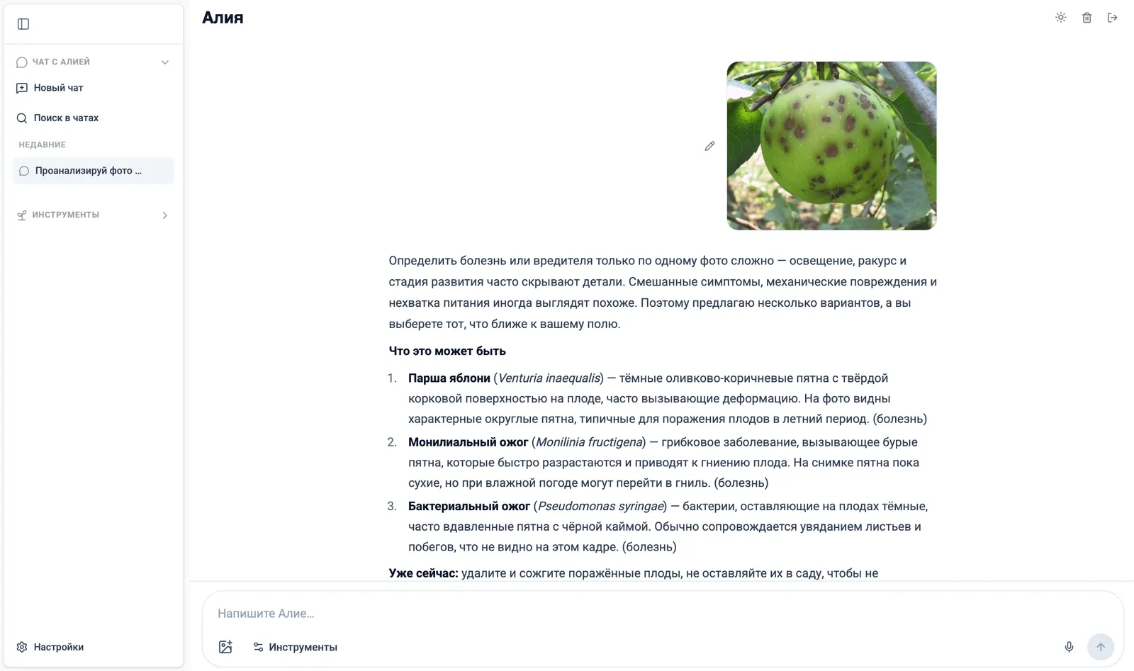«Алия» ЖИ-агрономымен хат алмасу: дақыл туралы сұрақ және толық жауап